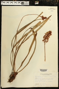 Amianthium muscitoxicum image