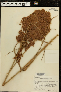 Scirpus cyperinus var. eriophorum image