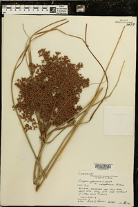 Scirpus cyperinus var. eriophorum image