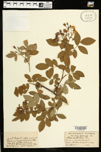 Rosa multiflora image