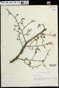 Ulmus alata image