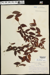 Ulmus alata image