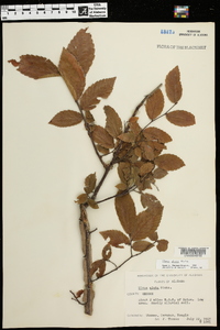 Ulmus alata image