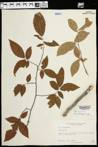 Ulmus alata image