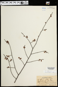 Ulmus alata image