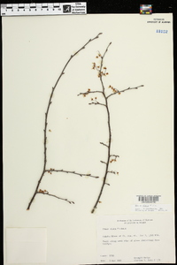 Ulmus alata image