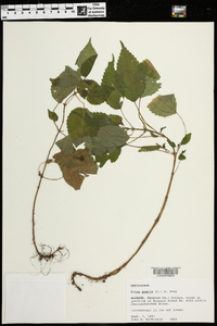 Pilea pumila image