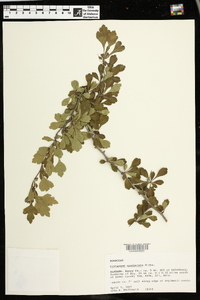 Crataegus spathulata image