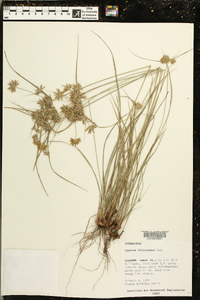 Cyperus filiculmis image