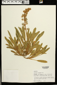 Lupinus diffusus image