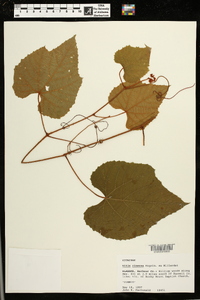 Vitis cinerea image