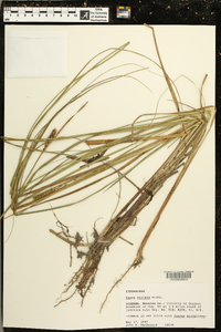 Carex striata image