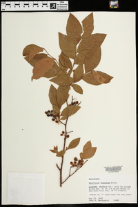 Vaccinium fuscatum image