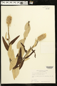 Pterocaulon pycnostachyum image