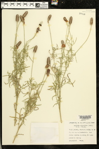 Ratibida columnifera image