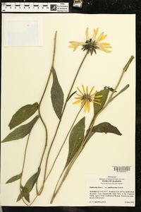 Rudbeckia hirta var. pulcherrima image