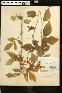 Rudbeckia laciniata var. humilis image