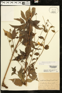 Rudbeckia laciniata var. humilis image