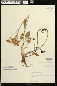 Packera tomentosa image