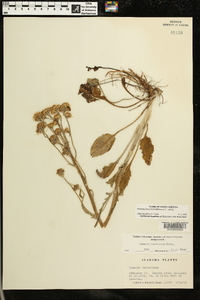 Packera tomentosa image