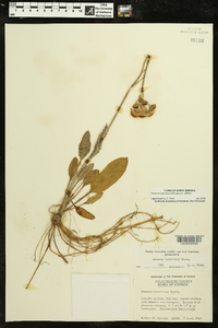 Packera tomentosa image