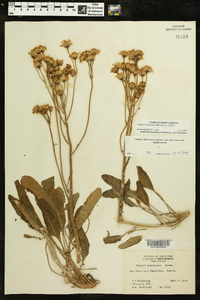 Packera tomentosa image