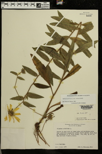 Silphium asteriscus var. scabrum image