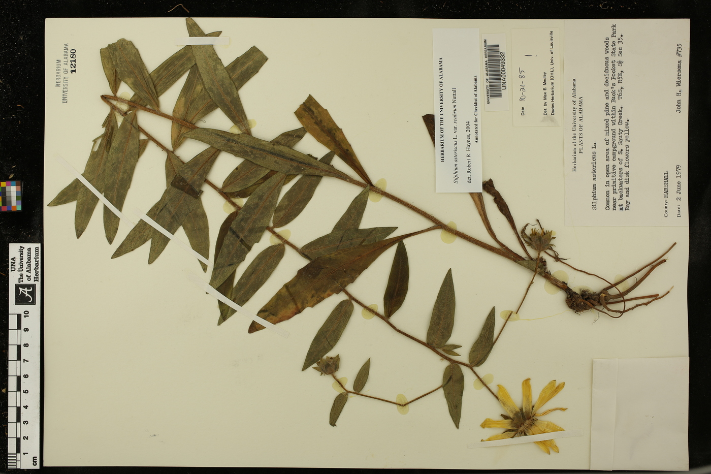 Silphium asteriscus var. scabrum image