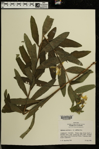 Silphium asteriscus image