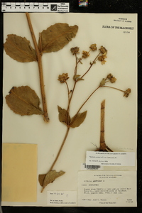 Silphium asteriscus var. laevicaule image