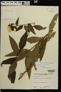 Silphium asteriscus var. angustatum image