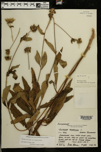 Silphium asteriscus var. scabrum image