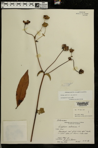 Silphium asteriscus var. asteriscus image