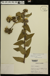 Silphium asteriscus var. scabrum image