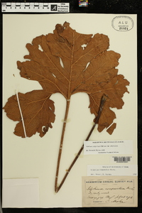 Silphium compositum image