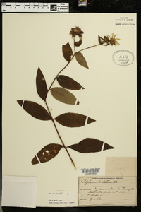 Silphium dentatum image