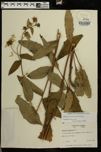 Silphium asteriscus var. angustatum image