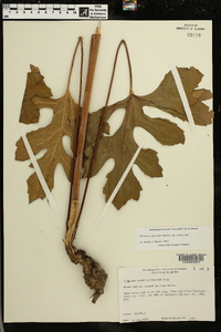 Silphium compositum image