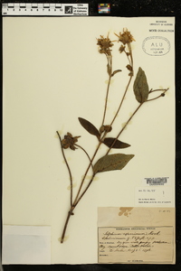 Silphium radula image