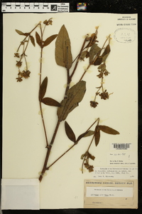 Silphium radula image