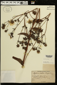 Silphium asteriscus image