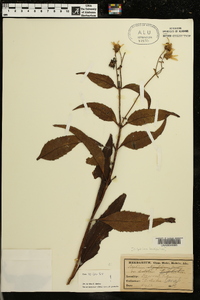 Silphium asteriscus var. asteriscus image