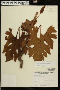 Silphium compositum var. compositum image