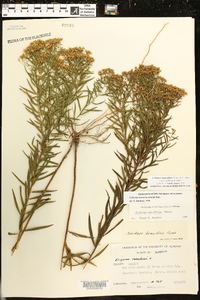 Euthamia leptocephala image