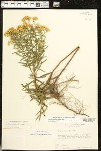 Solidago altissima subsp. altissima image