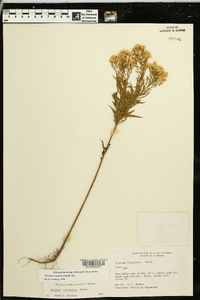 Euthamia leptocephala image