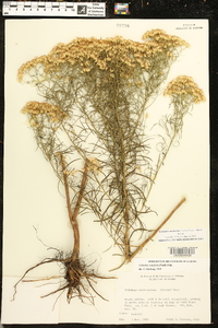 Euthamia caroliniana image