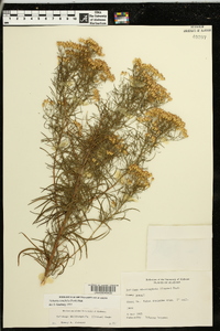 Euthamia caroliniana image