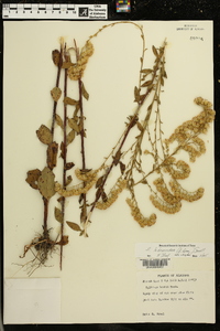 Solidago ludoviciana image