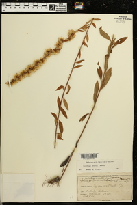 Solidago erecta image